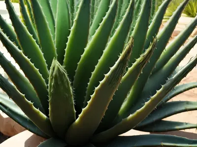 Aloe Ferox (Cape Aloe)
