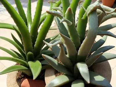 Aloe Flow (Gasteria Spp.)