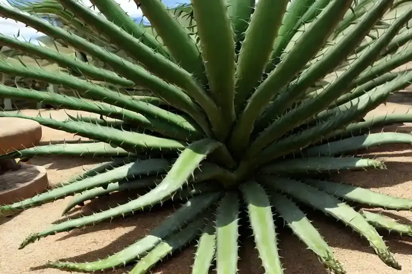 Aloe ‘hercules’ (tree aloe) — photo 3