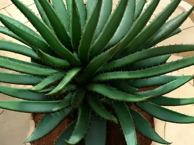 Aloe ‘Hercules’ (Tree Aloe)