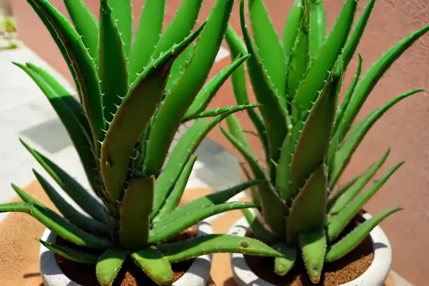 Aloe hereroensis (sand aloe) — photo 2