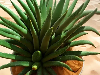 Aloe Hereroensis (Sand Aloe)
