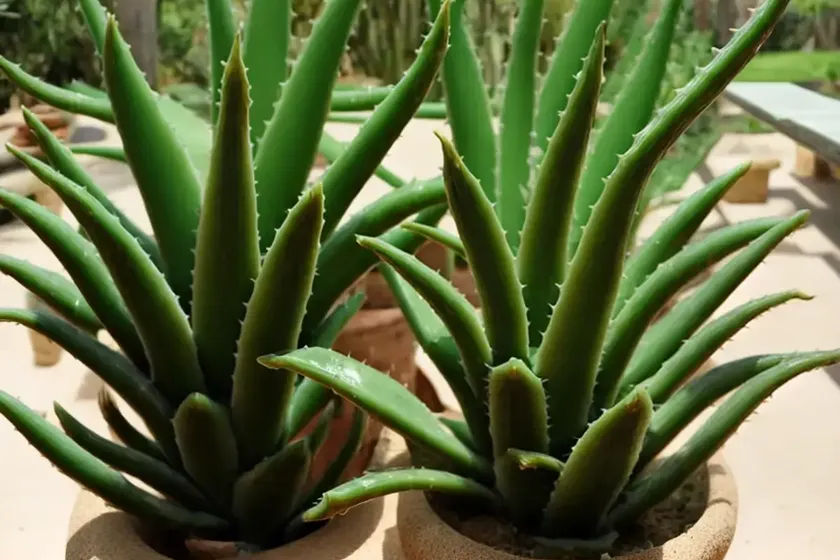 Aloe maculata (soap aloe) — photo 2