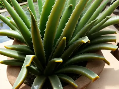 Aloe Maculata (Soap Aloe)