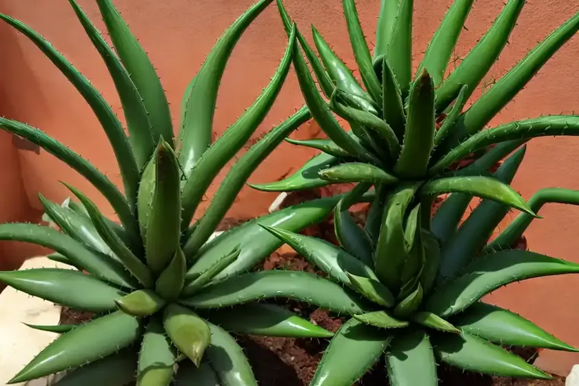 Aloe marlothii (mountain aloe) — photo 3