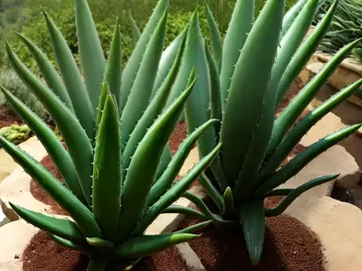 Aloe Marlothii (Mountain Aloe)