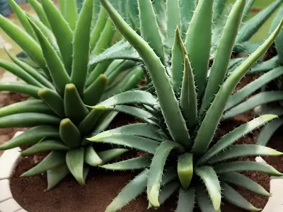 Aloe Mini Belle (Aloe ‘Minibelle’)