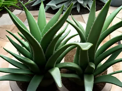 Aloe Moonglow�)
