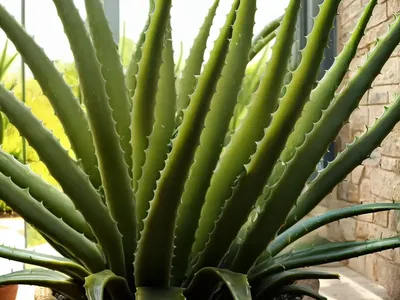 Aloe Nobilis (Golden Toothed Aloe)