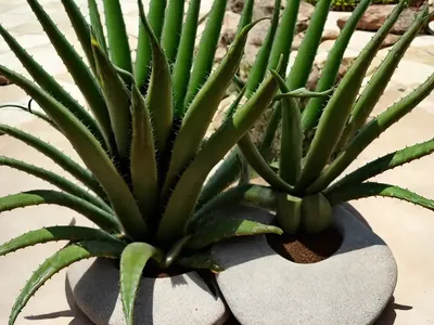 Aloe Petricola (Stone Aloe)