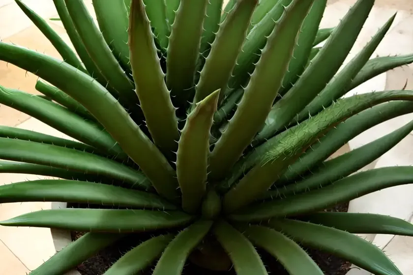 Aloe plicatilis (fan aloe) — photo 3
