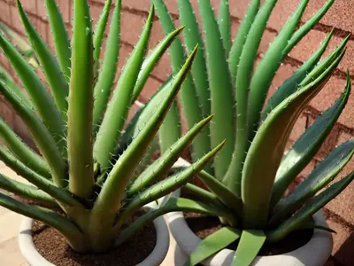 Aloe Plicatilis (Fan Aloe)