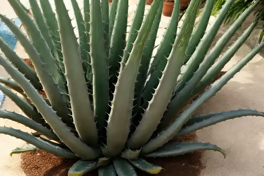 Aloe Rubroviolacea (Arabian Aloe) — photo 2