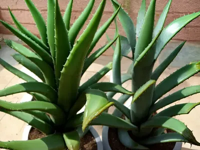 Aloe Speciosa (Tilt-Head Aloe)
