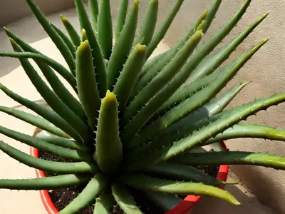 Aloe Striata (Coral Aloe)