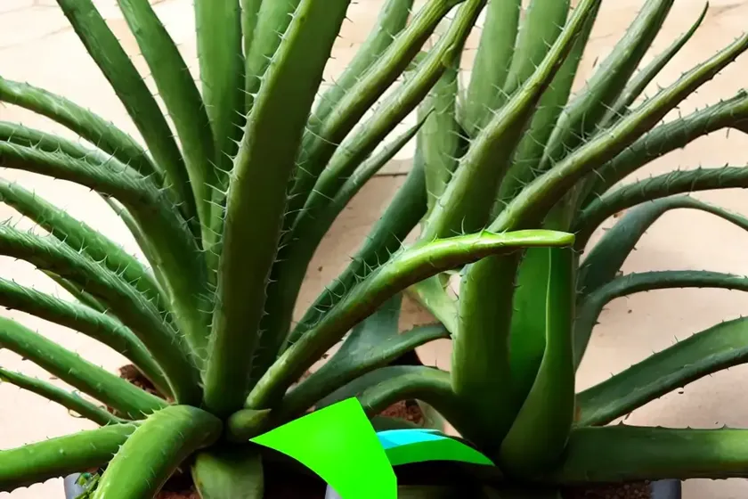 Aloe striatula (aloiampelos striatula) — photo 3