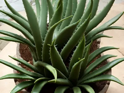 Aloe Striatula (Aloiampelos Striatula)