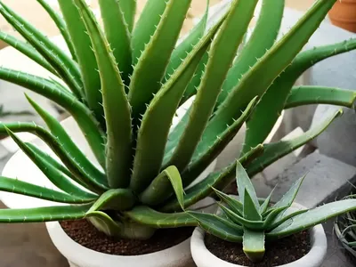 Aloe Vanbalenii (Van Balen’s Aloe)