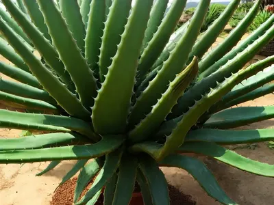Aloe Vaombe (Malagasy Tree Aloe)