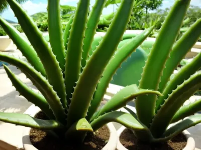 Aloe Vera (Barbados Aloe)