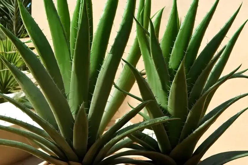 Aloe yucca (yucca aloifolia) — photo 3