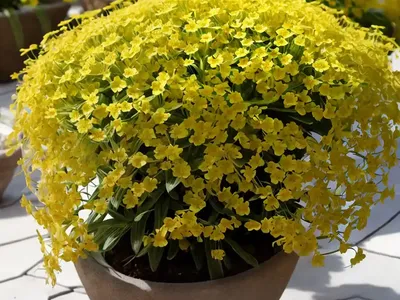 Aloiampelos Ciliaris (Aloiampelos Ciliaris)