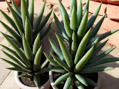 Aloidendron Barberae (Tree Aloe)