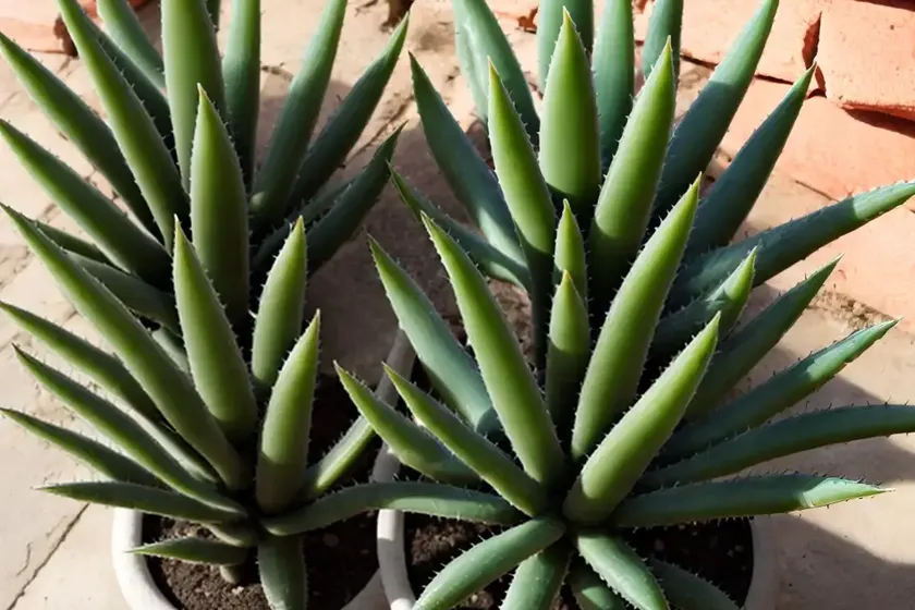 Aloidendron barberae (tree aloe)