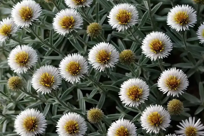 Alpine aster (aster alpinus) — photo 3