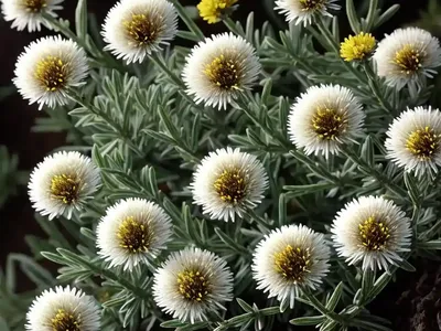 Alpine Aster (Aster Alpinus)
