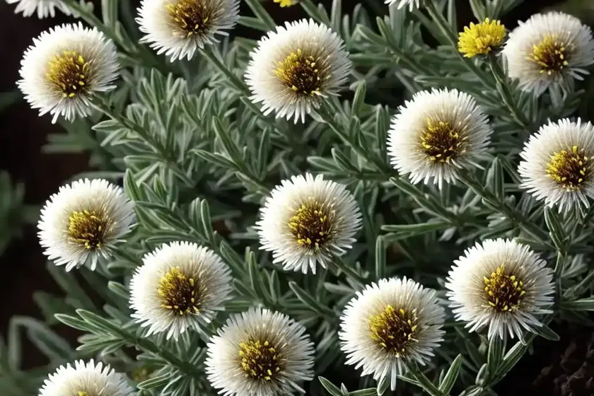 Alpine aster (aster alpinus)