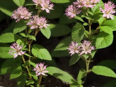 Alpine Balsam (Erinus Alpinus)