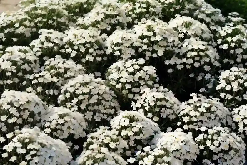 Alpine candytuft (iberis saxatilis) — photo 2