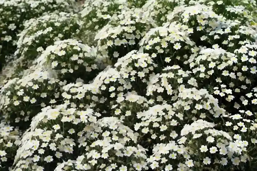 Alpine candytuft (iberis saxatilis) — photo 3