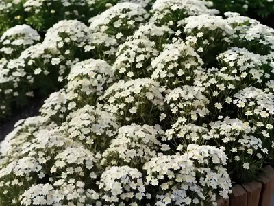 Alpine Candytuft (Iberis Saxatilis)