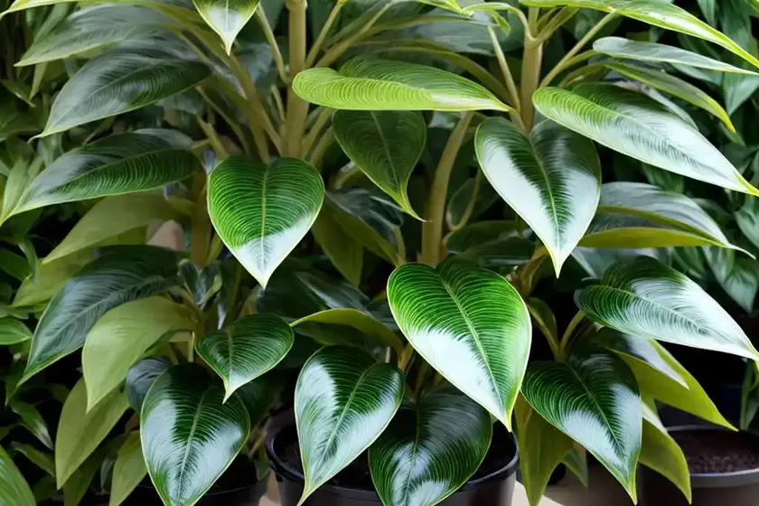Alpine shefflera (schefflera alpina) — photo 2