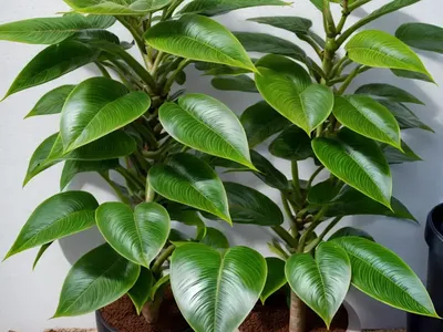 Alpine Shefflera (Schefflera Alpina)