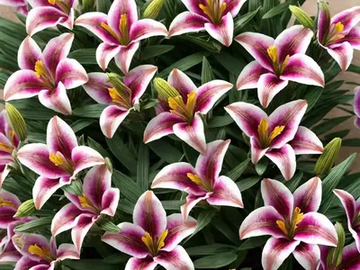 Alstroemeria Inticancha ‘Sunlight’ (Peruvian Lily)