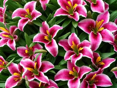 Alstroemeria ‘Mars’ (Peruvian Lily)