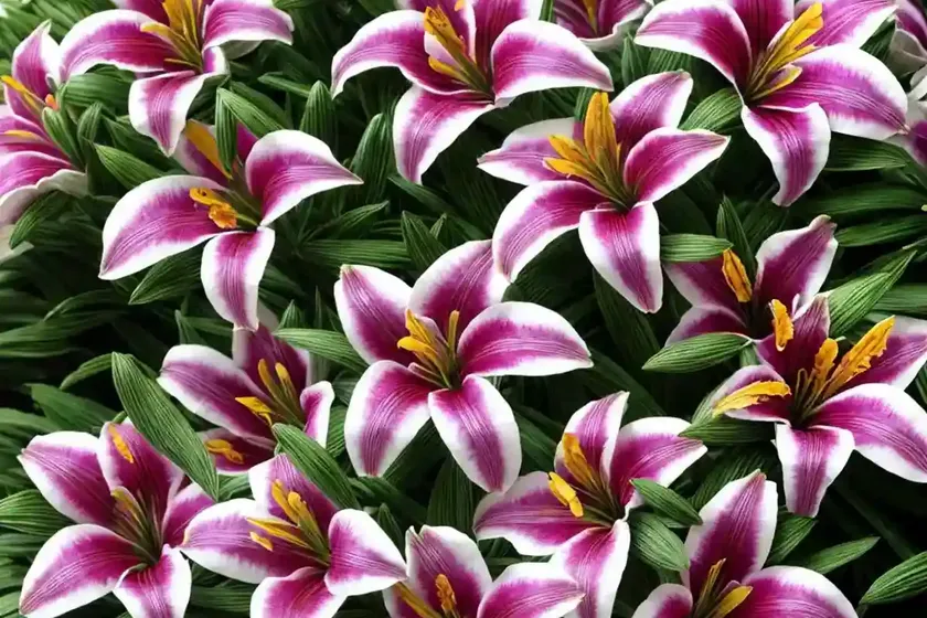 Alstroemeria ‘mauve majesty’ (peruvian lily) — photo 2