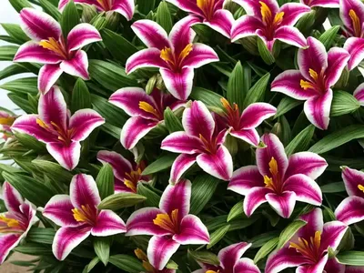 Alstroemeria ‘Prima Donna’ (Peruvian Lily)