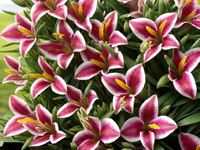 Alstroemeria ‘Princess Amina’ (Peruvian Lily)