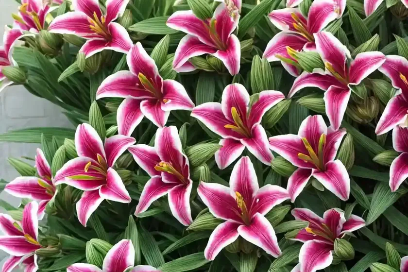 Alstroemeria ‘princess ariane’ (peruvian lily) — photo 2
