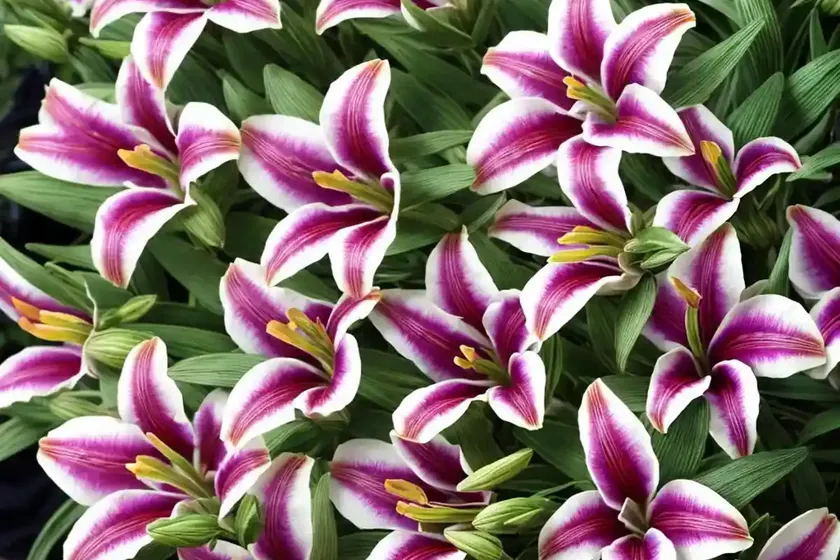 Alstroemeria ‘princess ariane’ (peruvian lily) — photo 3