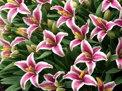 Alstroemeria ‘Princess Ariane’ (Peruvian Lily)