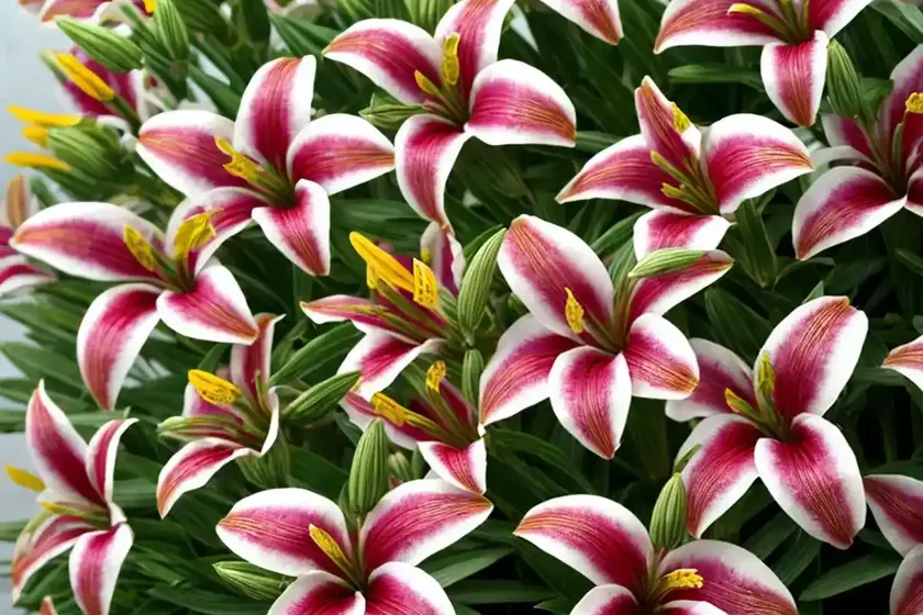 Alstroemeria ‘princess eliane’ (peruvian lily) — photo 3