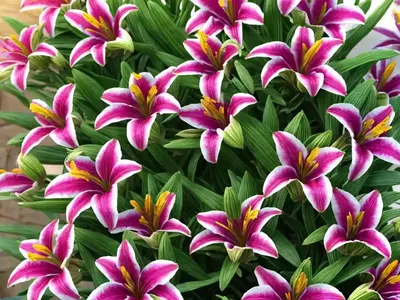 Alstroemeria ‘Princess Eliane’ (Peruvian Lily)