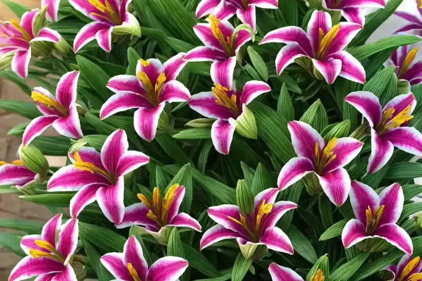 Alstroemeria ‘princess eliane’ (peruvian lily)