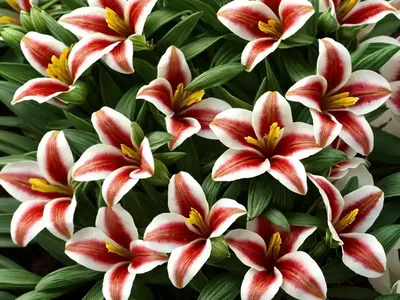 Alstroemeria ‘Princess Fabiana’ (Peruvian Lily)