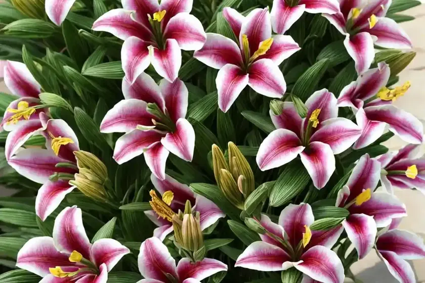 Alstroemeria ‘princess ivana’ (peruvian lily) — photo 2